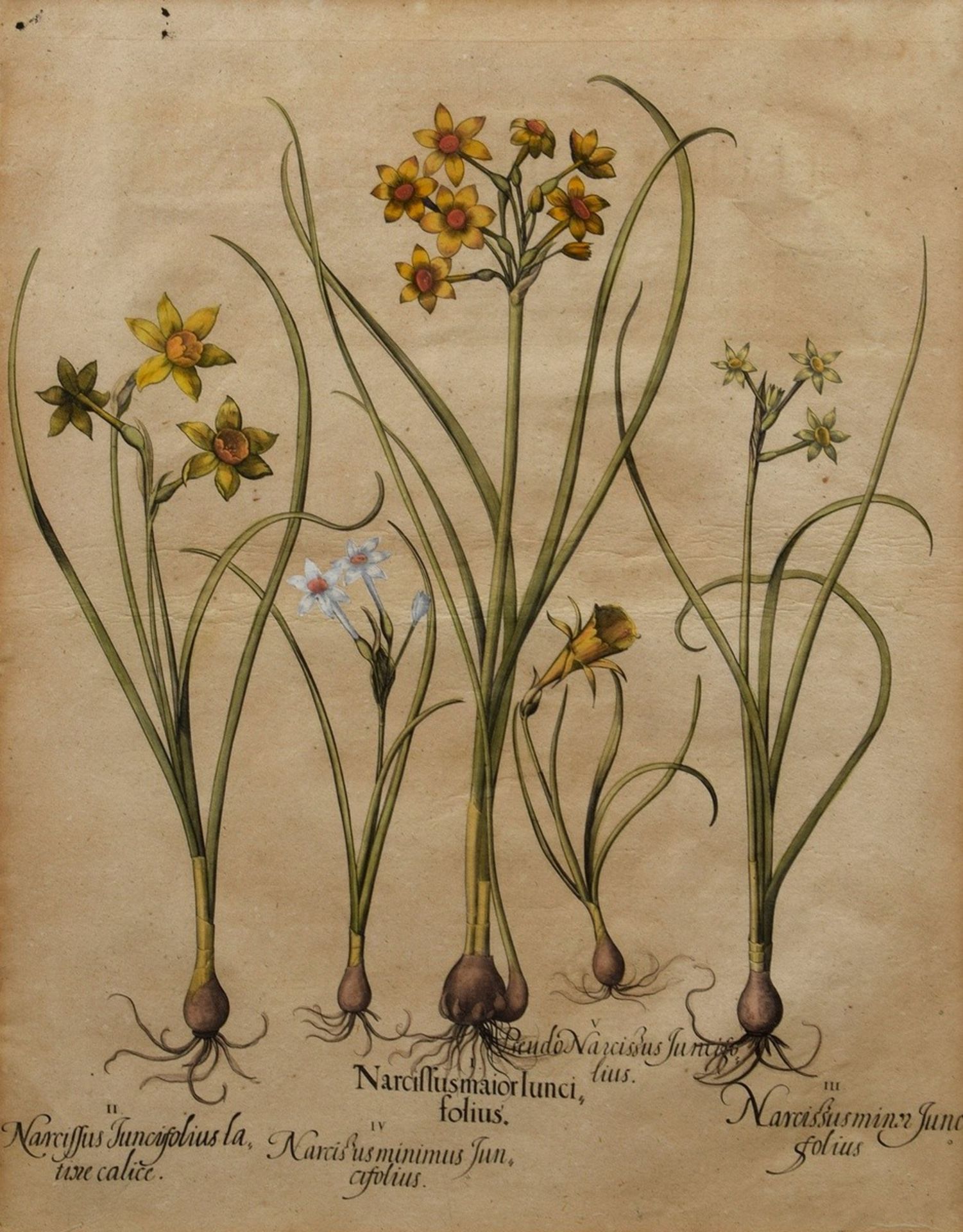 Besler, Basil (1561-1629) "Narcissus", coloured copper engraving, from "Hortus Eystettensis", 50x40