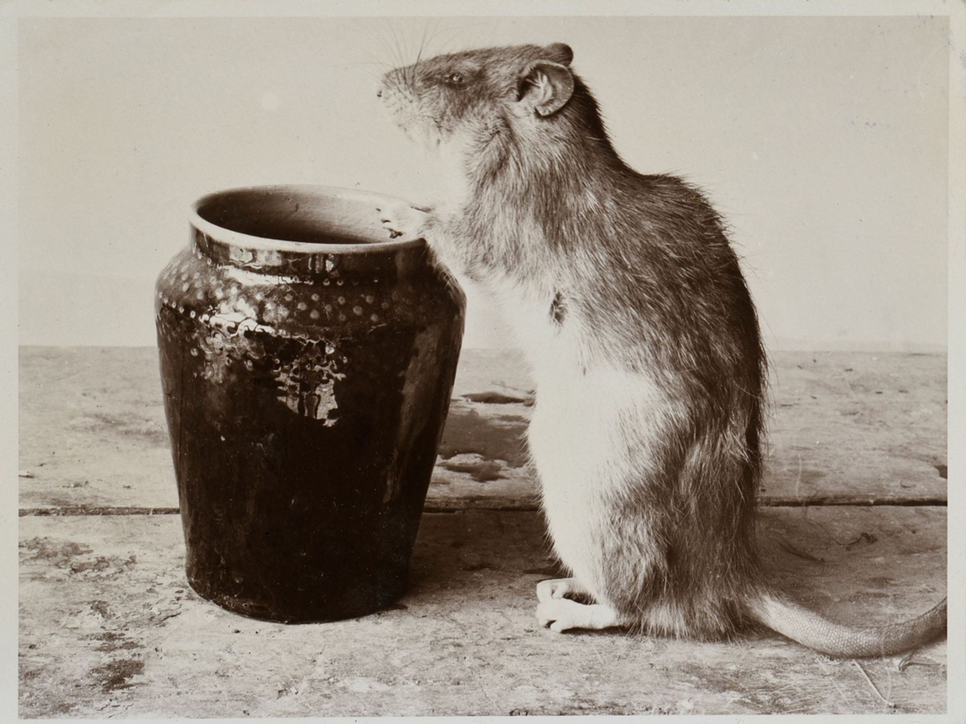 Renger-Patzsch, Albert (1897-1966) "Ratte mit Vase", Fotografie auf Karton montiert, verso bez. und