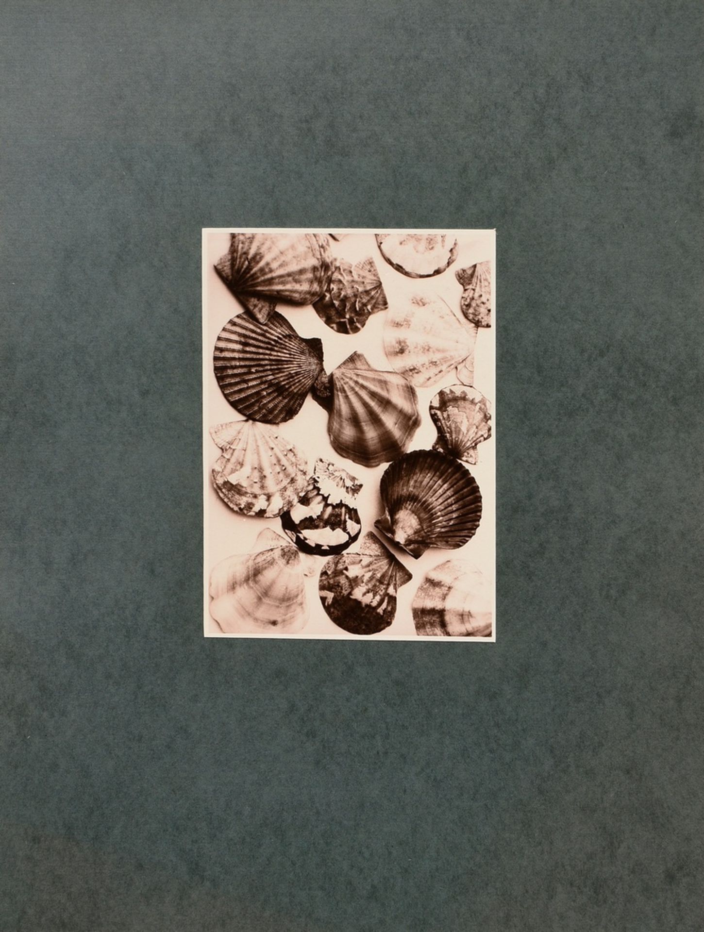 Koch, Fred (1904-1947) "Muscheln", Fotografie auf Karton montiert, verso bez. und gestempelt, Nr. 3 - Bild 2 aus 3