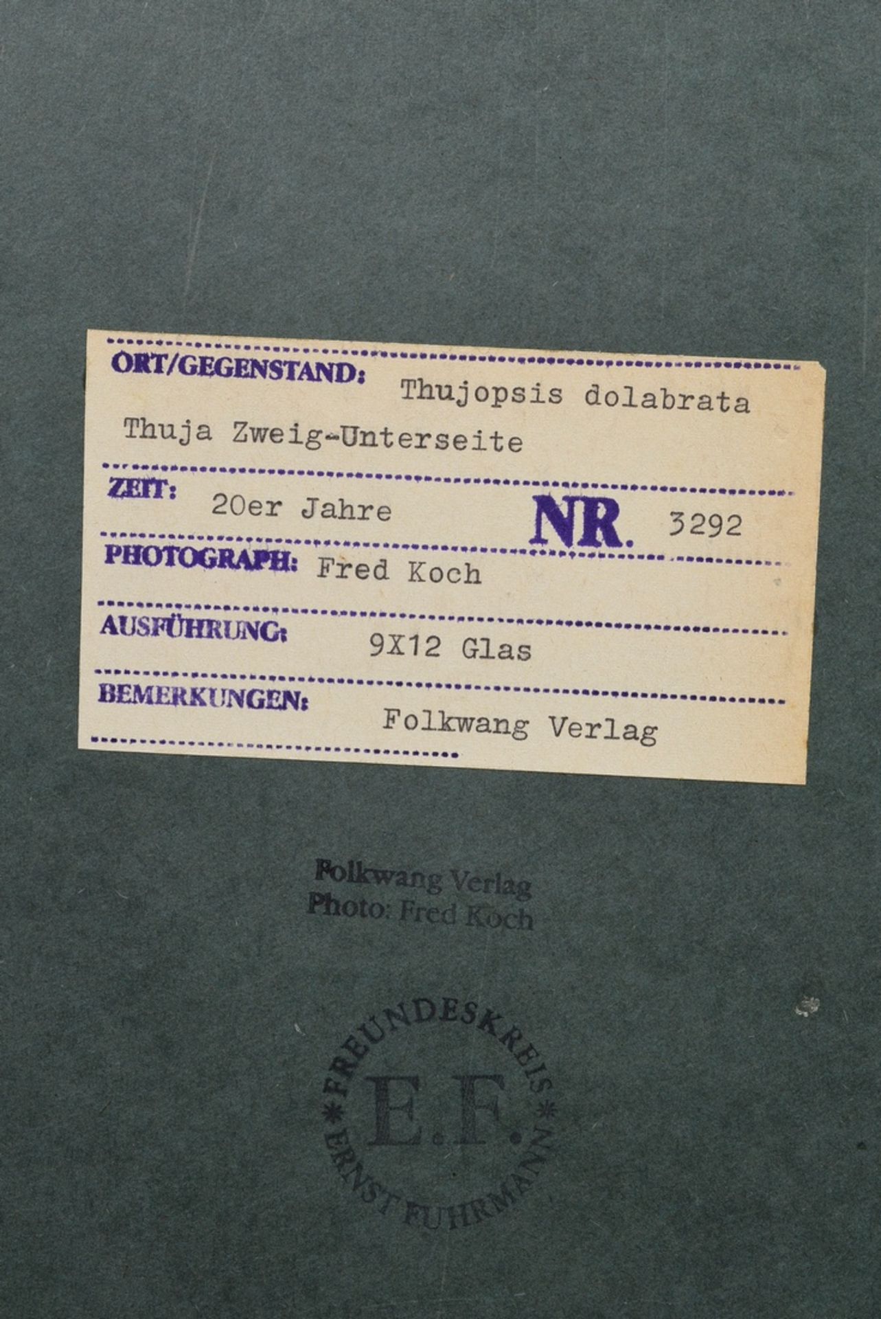 Koch, Fred (1904-1947) "Thujopsis dolabrata, Thuja Zweig-Unterseite", Fotografie auf Karton montier - Bild 2 aus 2