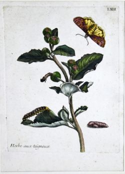 RAUPEN UND SCHMETTERLING, "Herbe aux teigneux", altkolorierte Radierung, um 1760