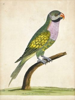 PAPAGEI, "The Bracelet Parakeet from East India", altkolorierte Radierung 1735