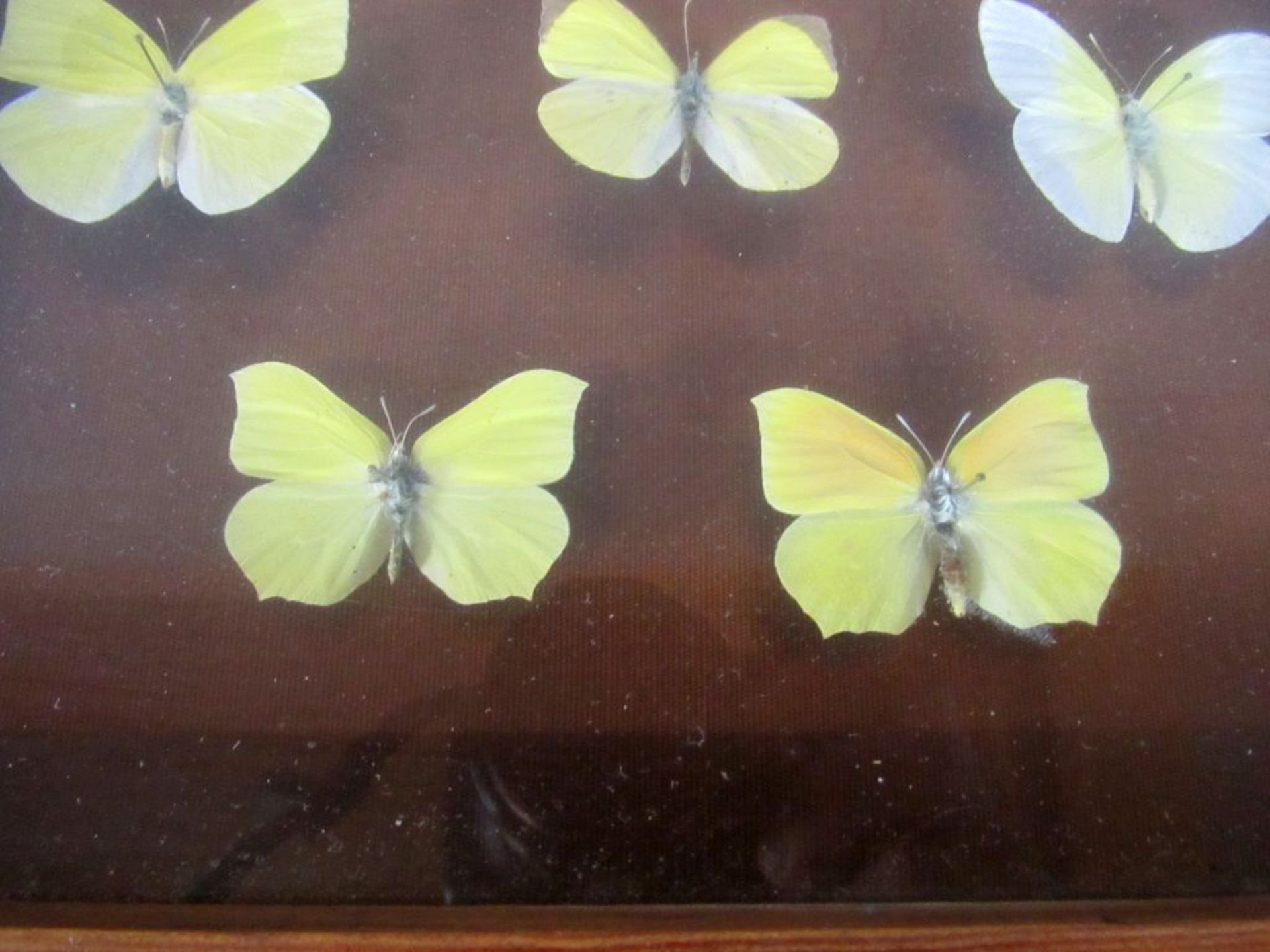 Antikes Diorama Schmetterlinge - Bild 4 aus 6