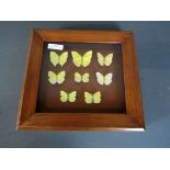 Antikes Diorama Schmetterlinge