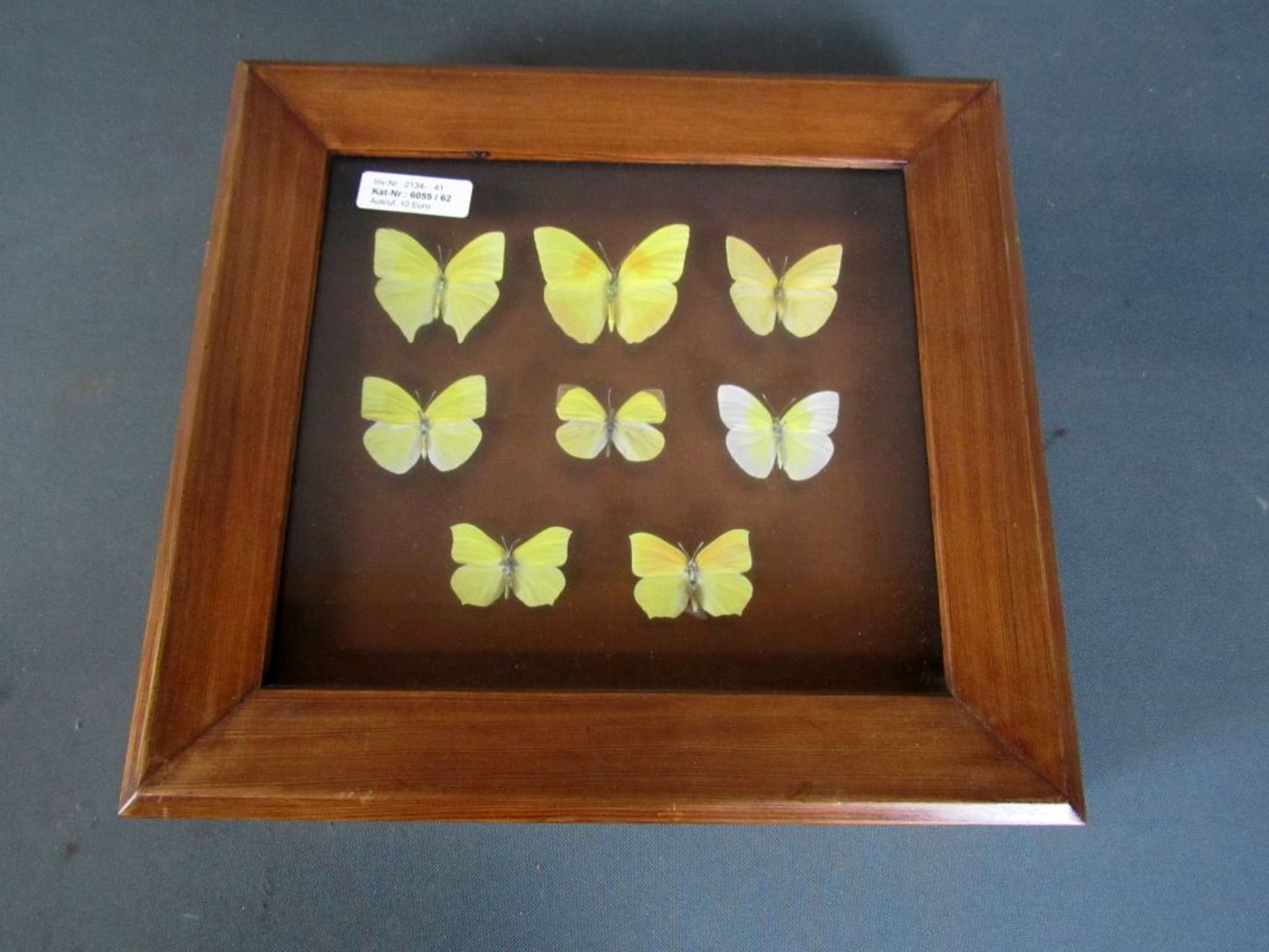 Antikes Diorama Schmetterlinge