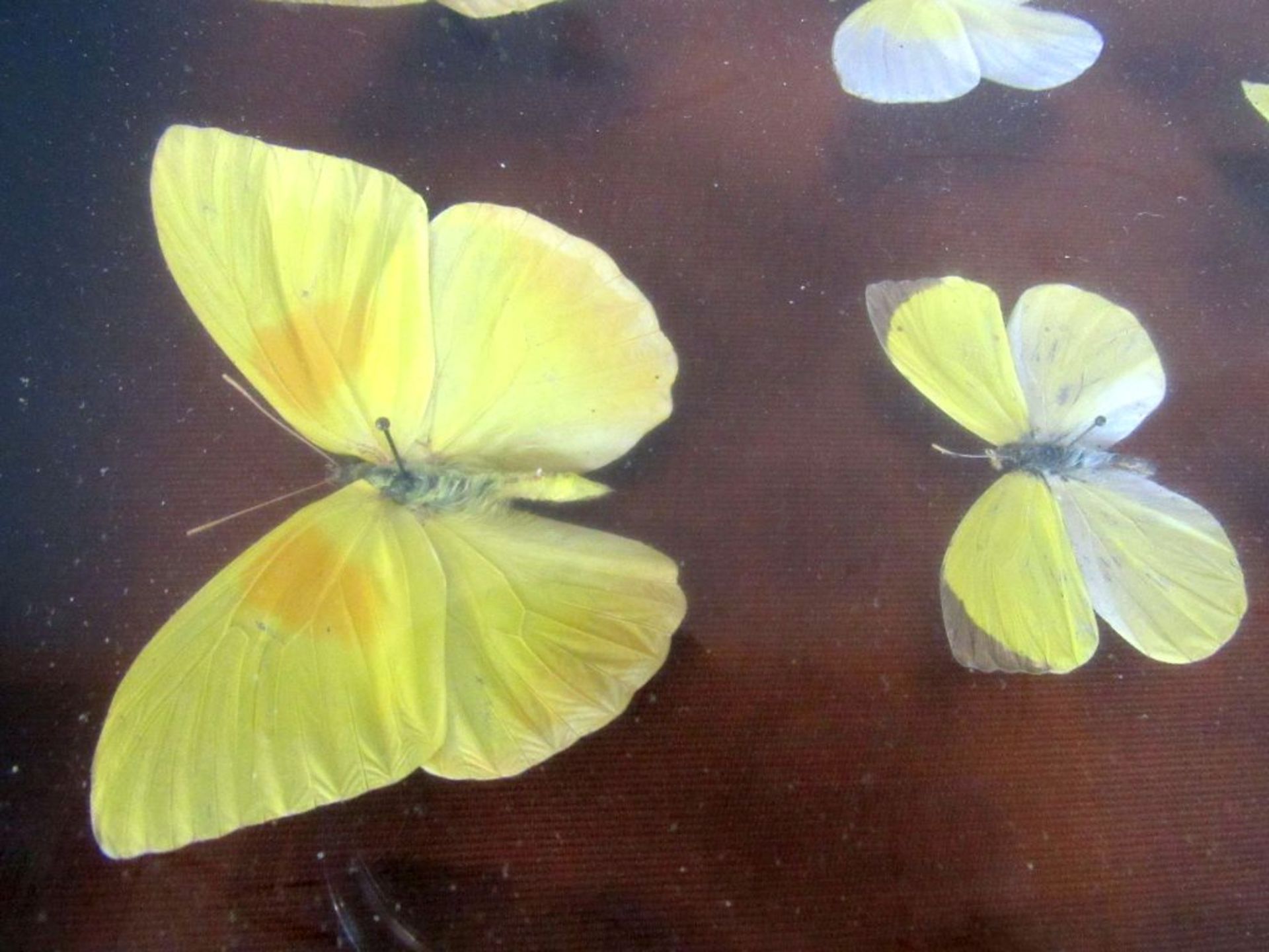 Antikes Diorama Schmetterlinge - Bild 6 aus 6