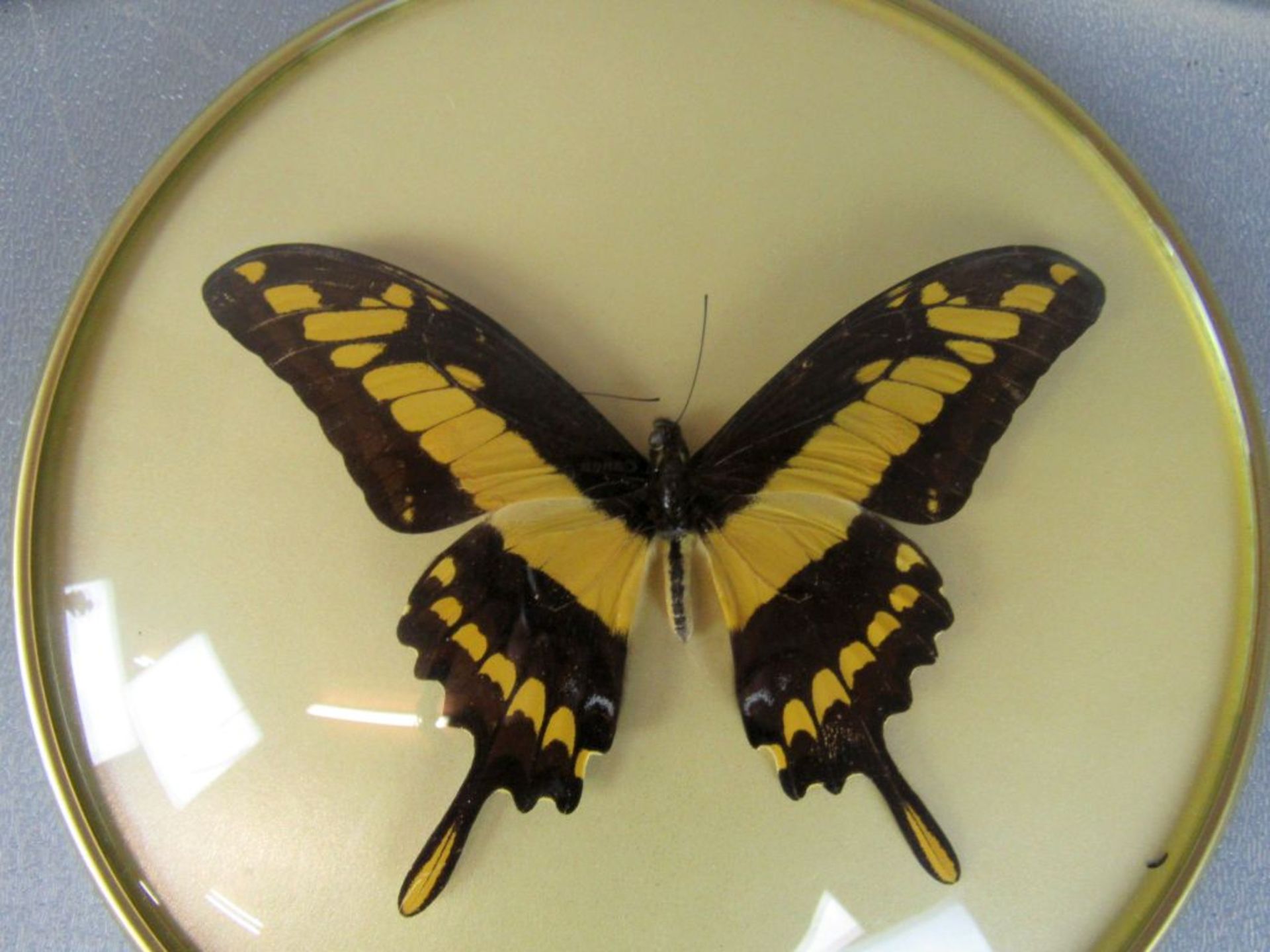 Drei Diorama 50er Jahre Schmetterlinge - Bild 6 aus 14