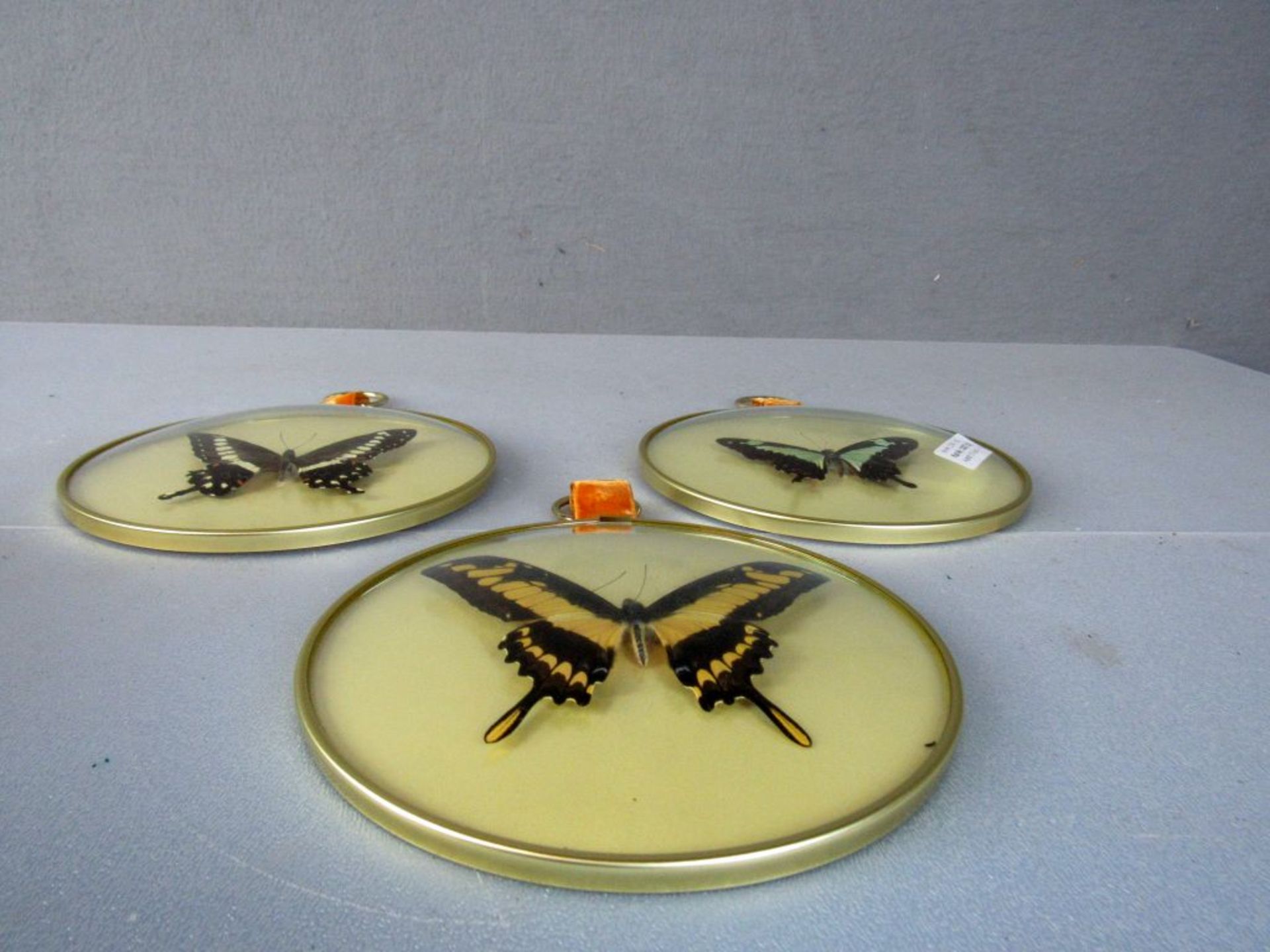 Drei Diorama 50er Jahre Schmetterlinge - Bild 11 aus 14