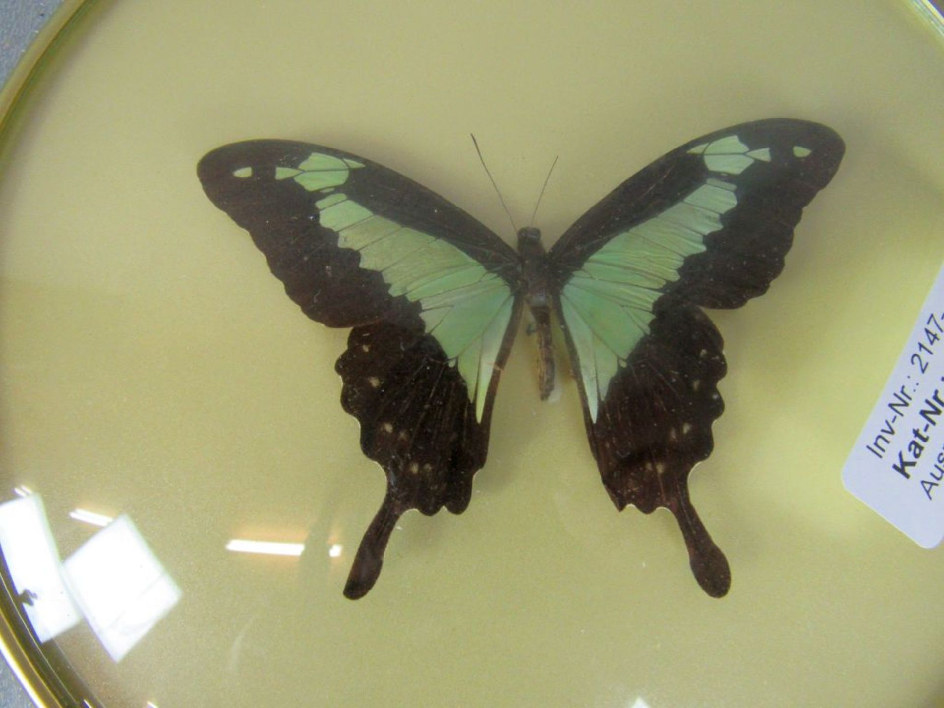 Drei Diorama 50er Jahre Schmetterlinge - Bild 9 aus 14