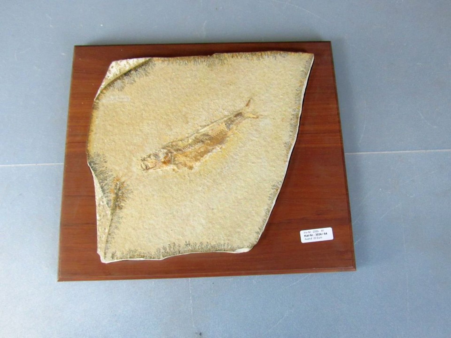 Versteinerung Fisch auf Holzplatte - Image 2 of 8