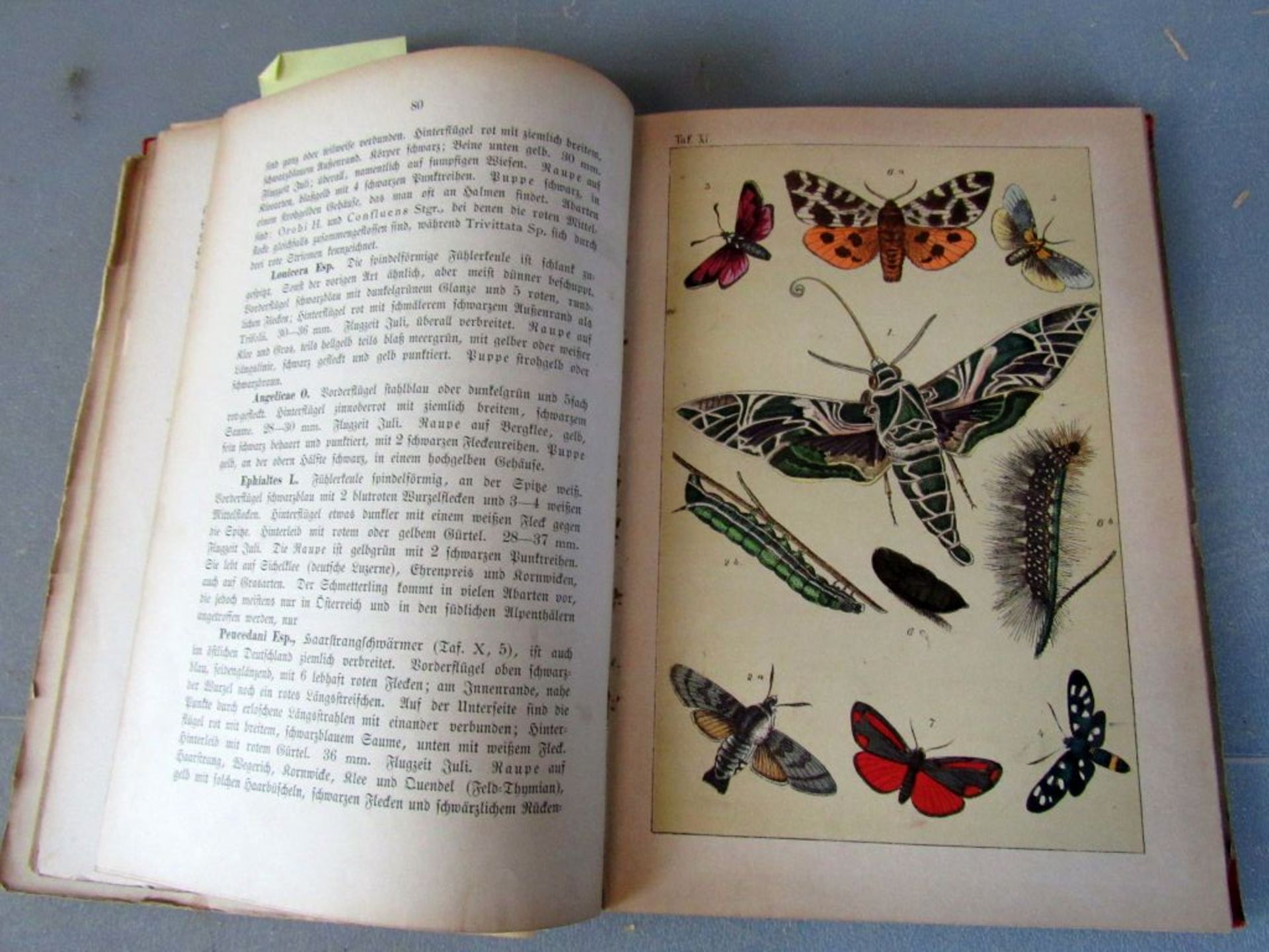 Antikes Buch Sachkunde Schmetterlinge - Image 7 of 8