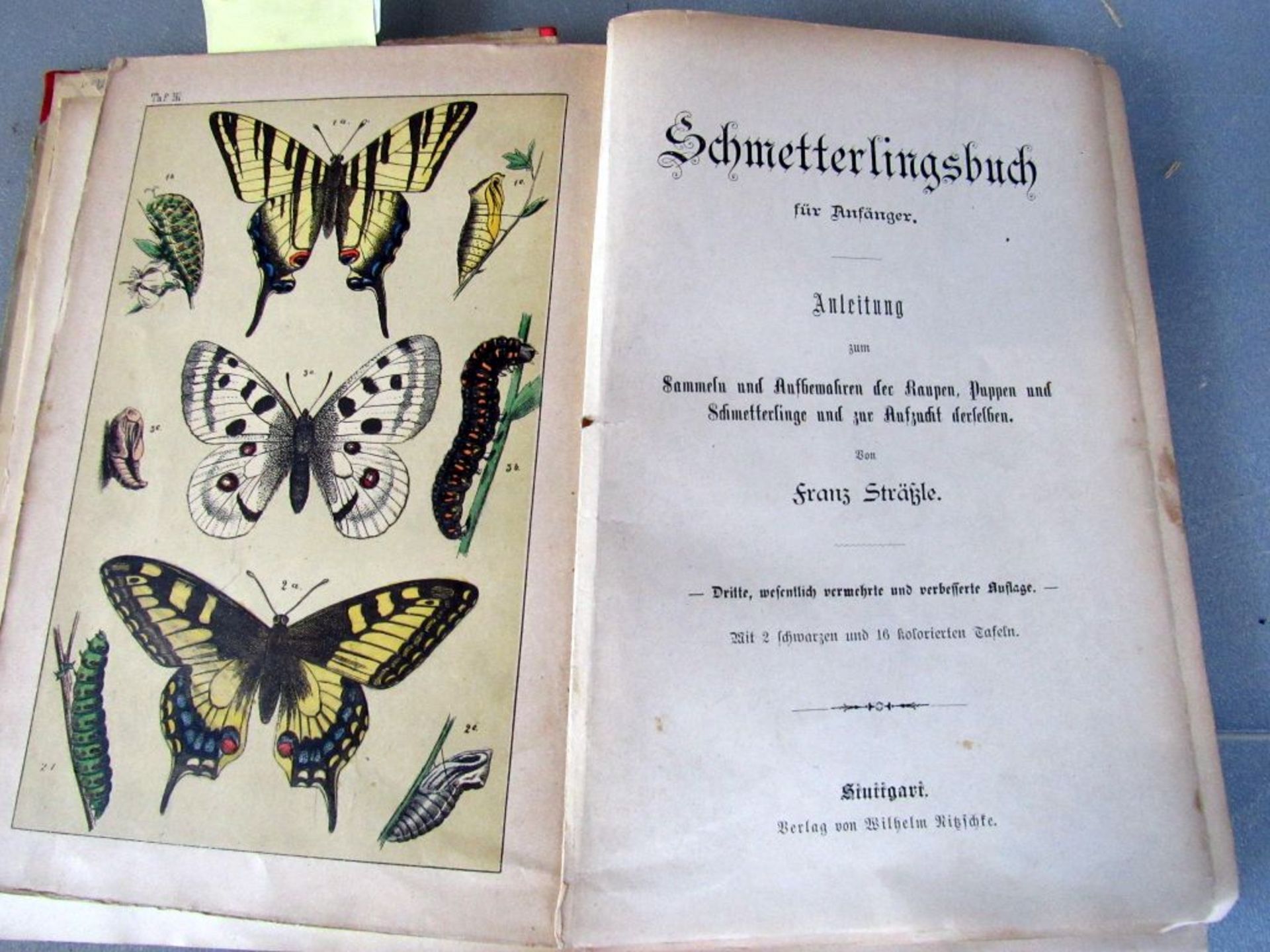 Antikes Buch Sachkunde Schmetterlinge - Image 4 of 8