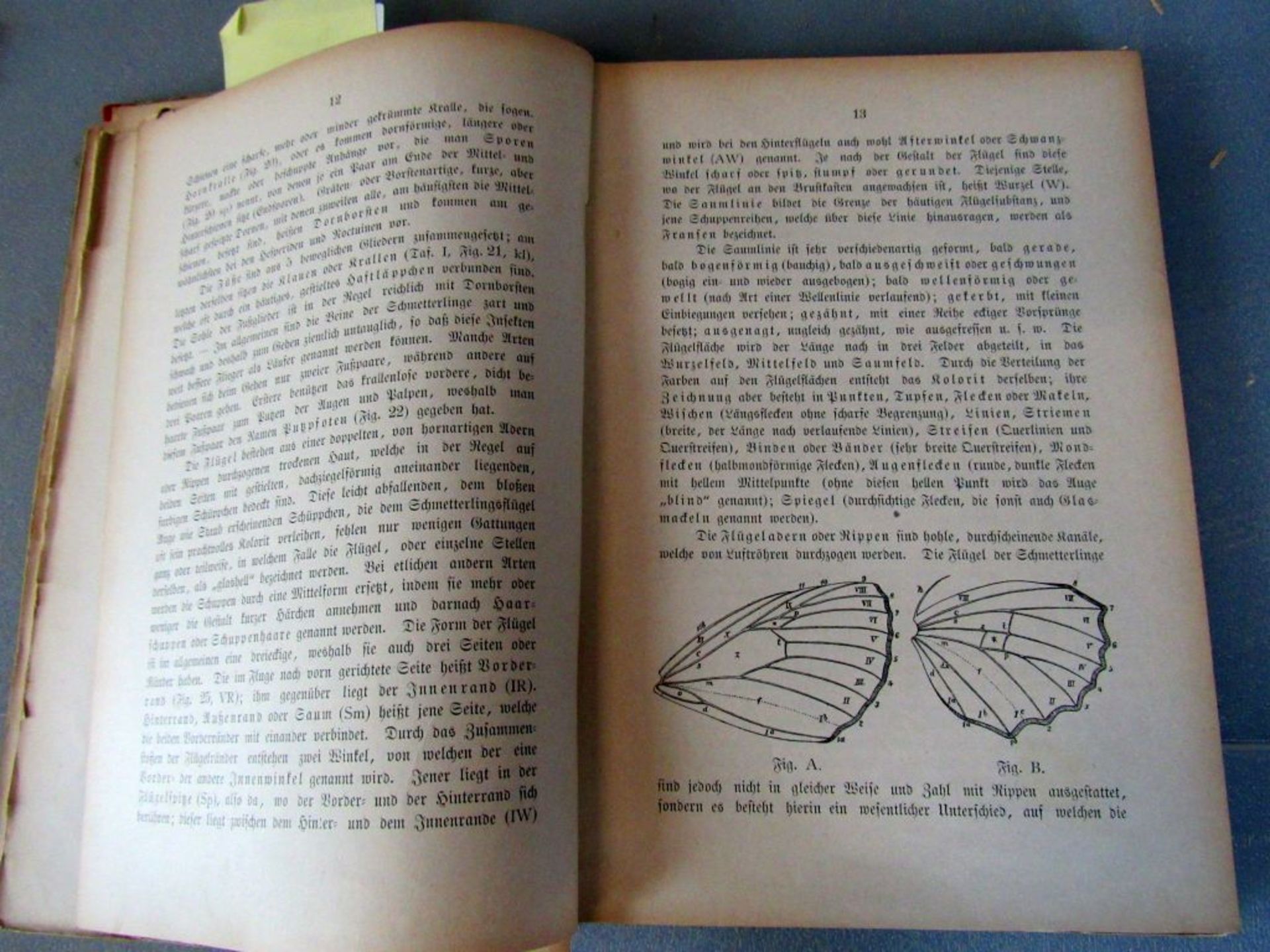 Antikes Buch Sachkunde Schmetterlinge - Image 5 of 8