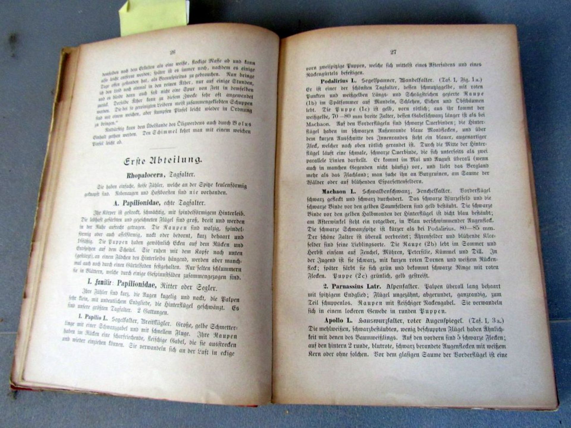 Antikes Buch Sachkunde Schmetterlinge - Image 3 of 8
