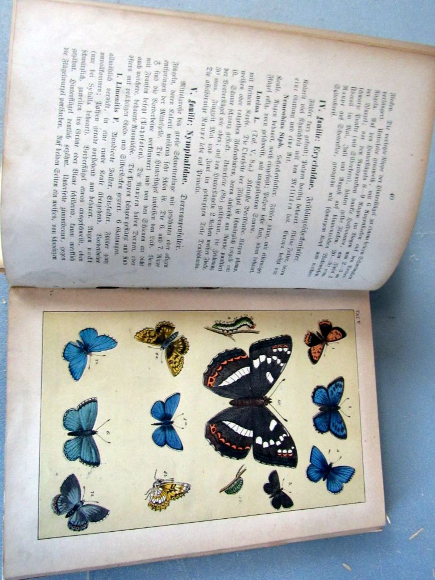 Antikes Buch Sachkunde Schmetterlinge - Image 6 of 8