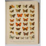 Die Gross-Schmetterlinge Europas, Text von Prof. Ernst Hofmann, 1894