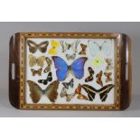 Tablett mit Schmetterlingen, Holz, um 1930, Brasilien, wohl Hugo Curiosities, Maße: 52 x 33 cm. Alt