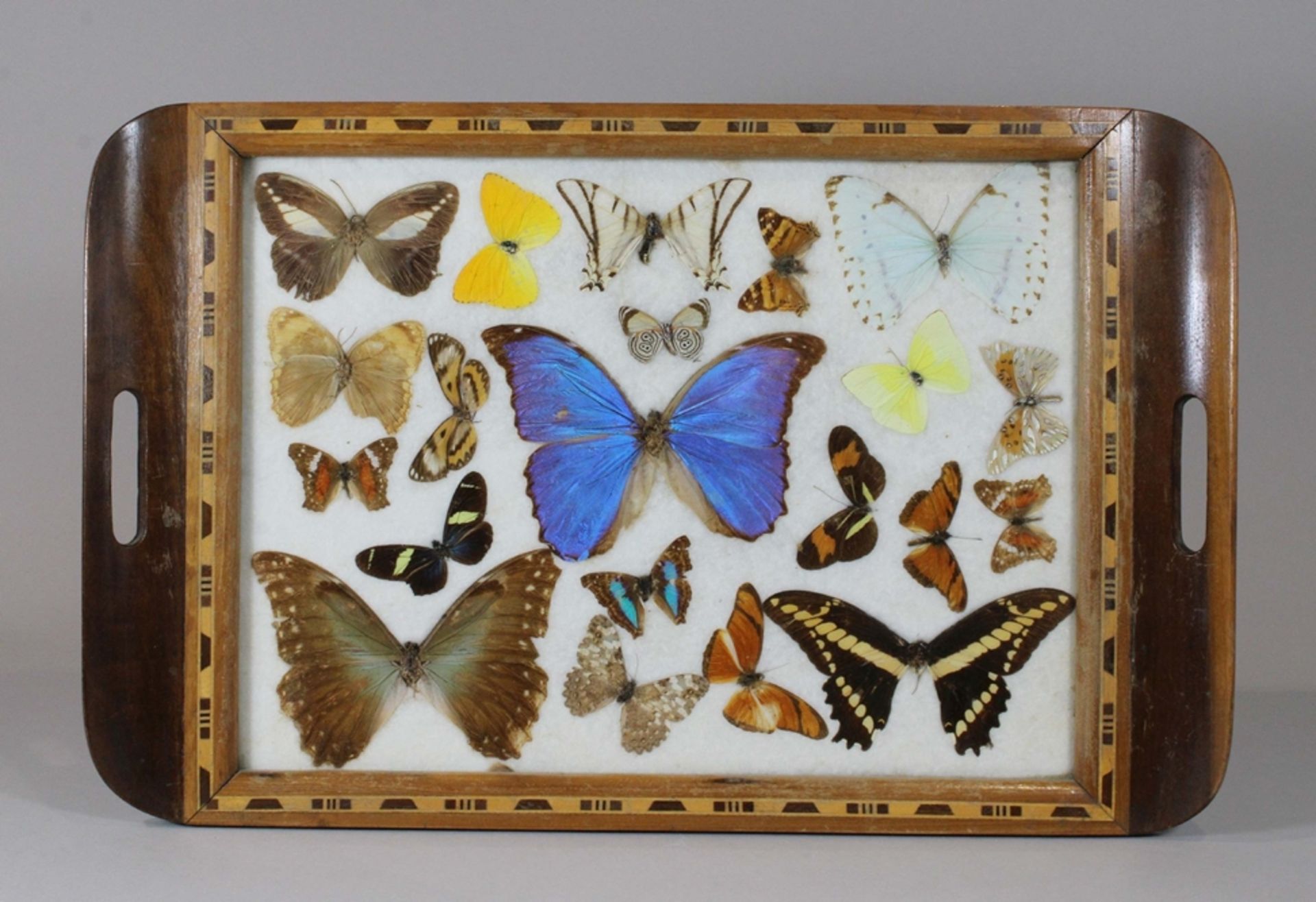 Tablett mit Schmetterlingen, Holz, um 1930, Brasilien, wohl Hugo Curiosities, Maße: 52 x 33 cm. Alt