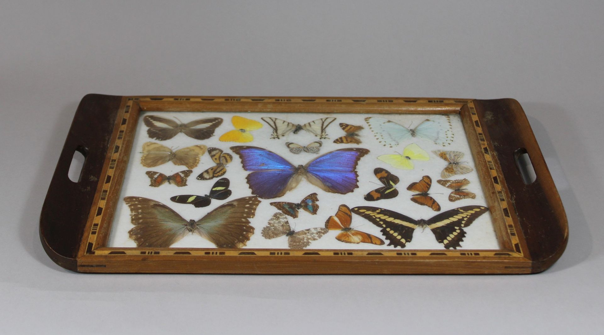 Tablett mit Schmetterlingen, Holz, um 1930, Brasilien, wohl Hugo Curiosities, Maße: 52 x 33 cm. Alt - Image 2 of 2