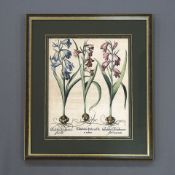 BESLER, Basilius: Gladiolus