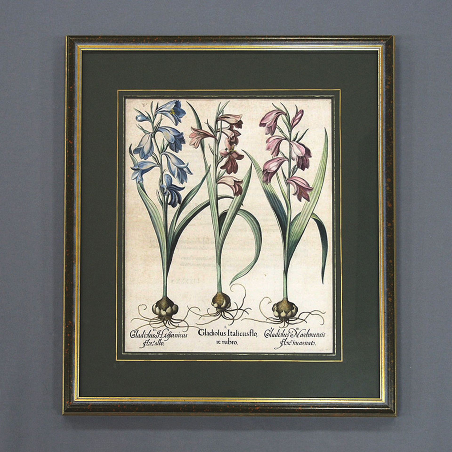 BESLER, Basilius: Gladiolus