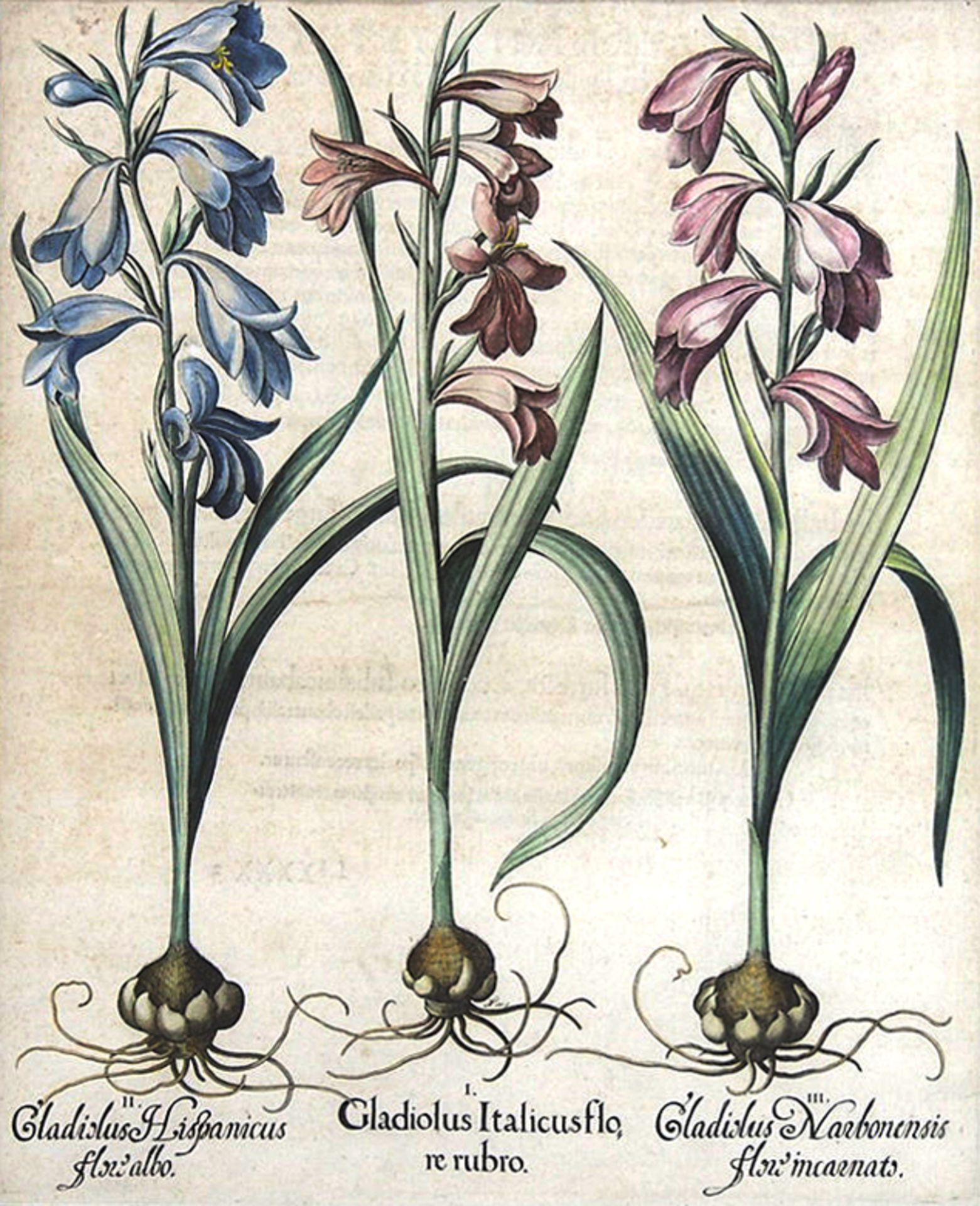 BESLER, Basilius: Gladiolus - Image 2 of 2
