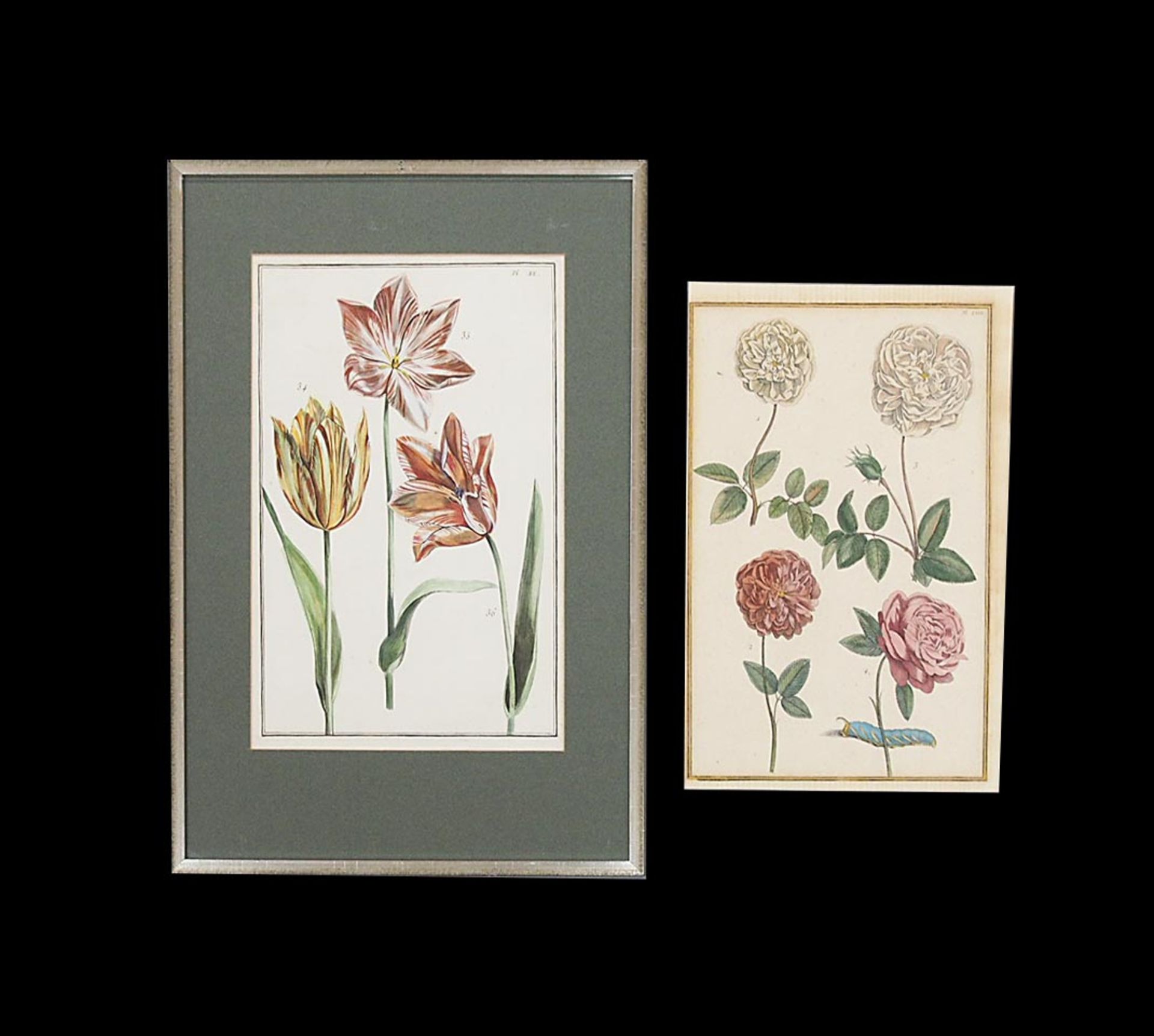 MERIAN, Maria Sibylla: Tulpen / Rosen und Raupe