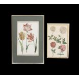 MERIAN, Maria Sibylla: Tulpen / Rosen und Raupe