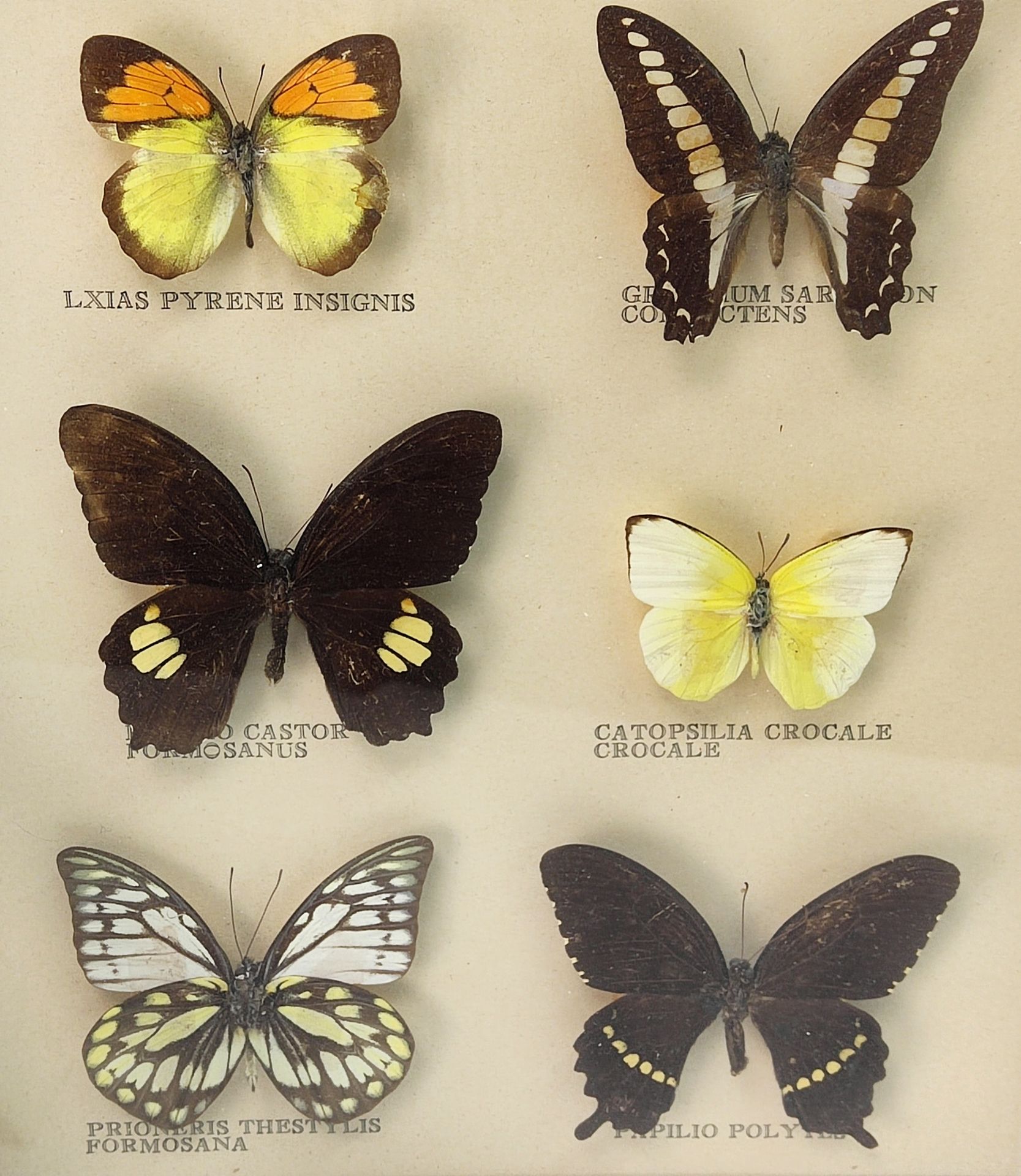 3 Schaukästen, Präparate exotischer Schmetterlinge, u.a. Attacus atlas - Image 4 of 4