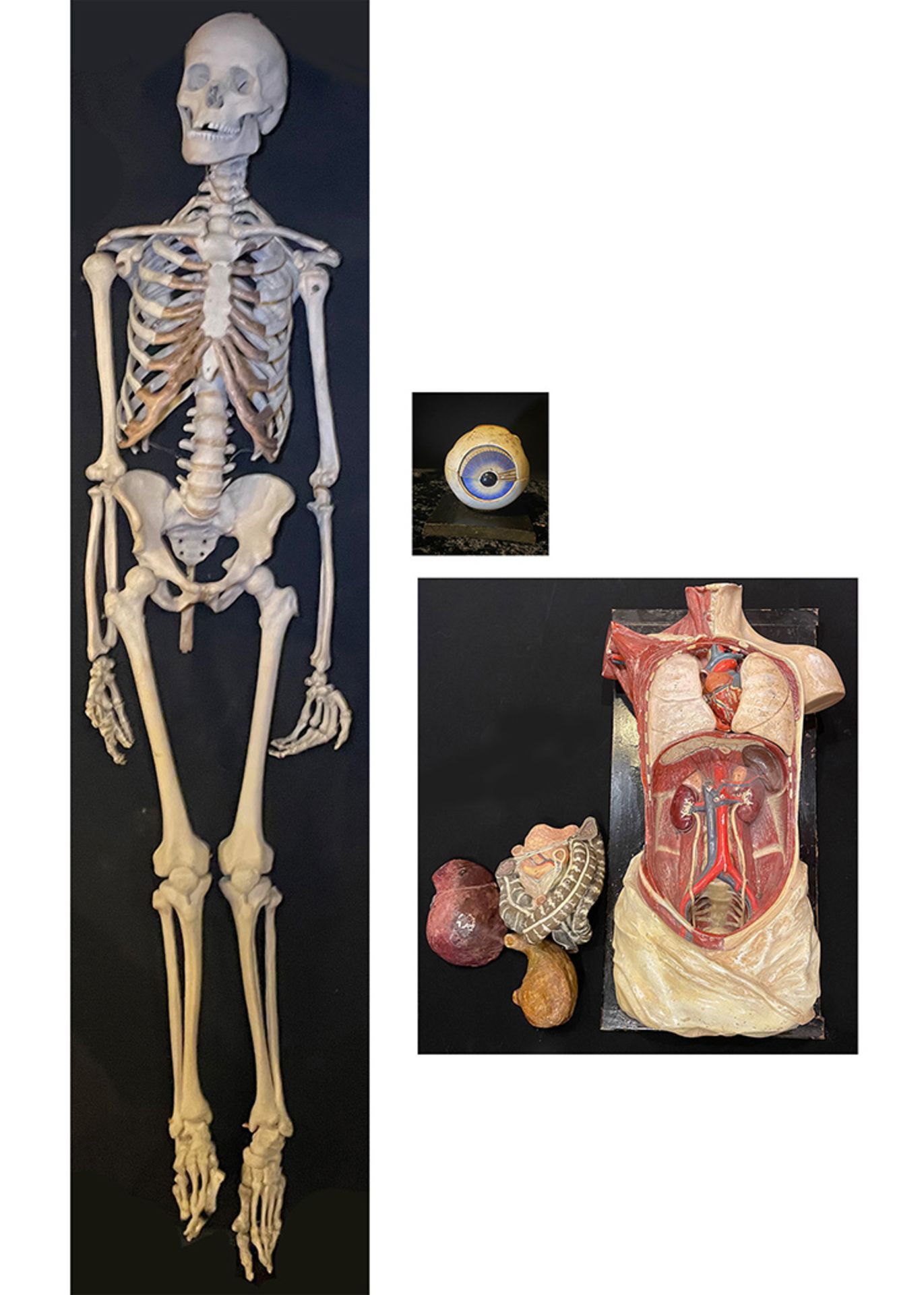 Konvolut aus dem Nachlass eines Medizinprofessors: 1 x Lehrskelett, Mensch, Höhe 1,87 cm; 1 x