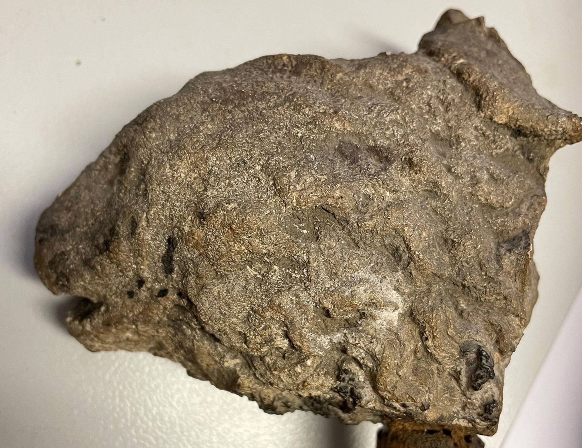 Löwenkopf, Sandstein, verwittert, Reste vom Stoff einer weiteren Figur am oberen Hals, Höhe ca. 10 - Bild 3 aus 3