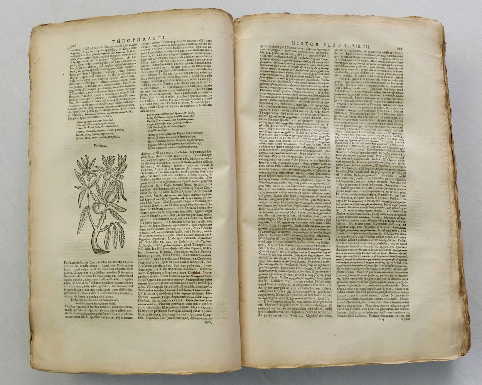 1 Buch "Theophrasti Eresii De historia plantarum" von Johannes BODAEUS, Amsterdam 1644, ca. 1187 Sei - Image 3 of 4