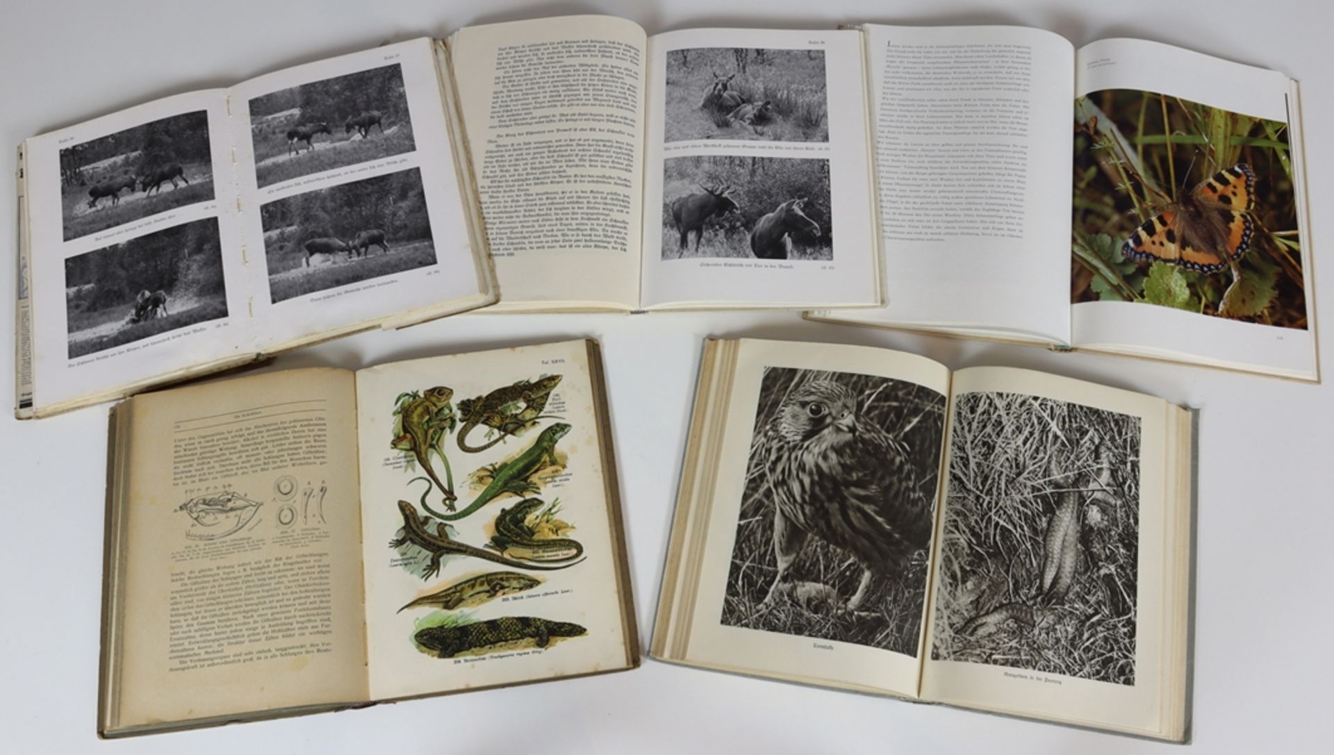 Lot of six reference books from the animal world ca. 1923 / 1960 - Image 4 of 4
