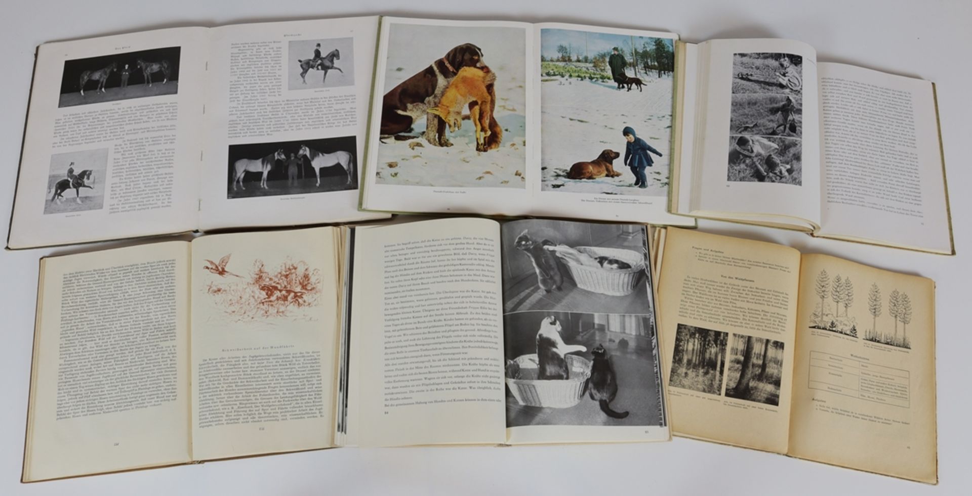 Lot of five reference books from the animal world as well as a biology book ca. 1951 - 1969 - Image 3 of 4