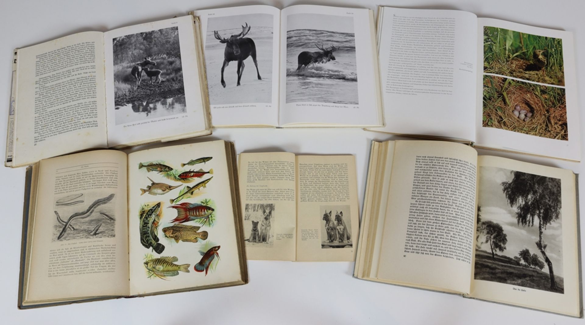 Lot of six reference books from the animal world ca. 1923 / 1960 - Image 3 of 4
