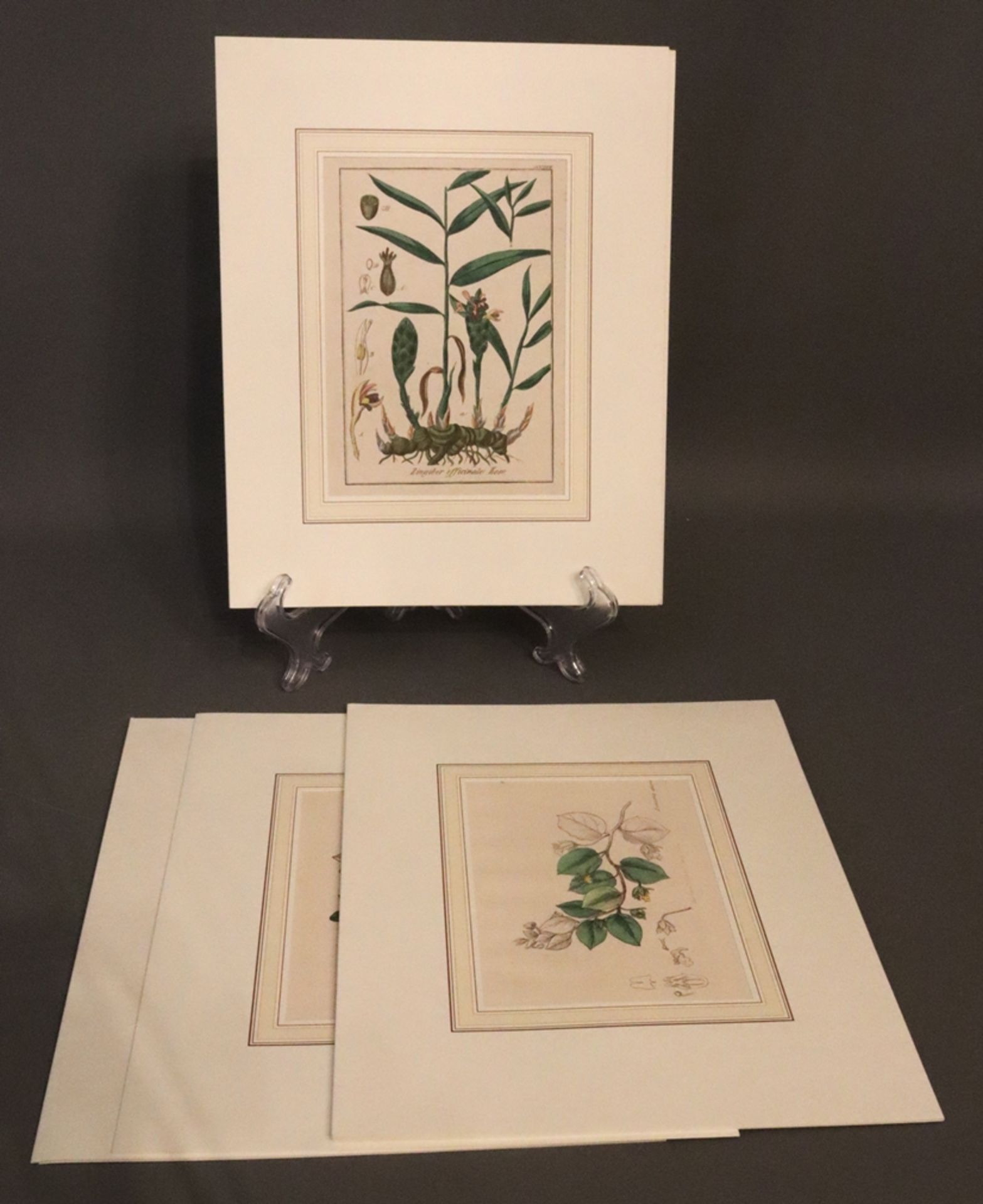 8 Coloured botanical copper engravings circa 1770-1830, German