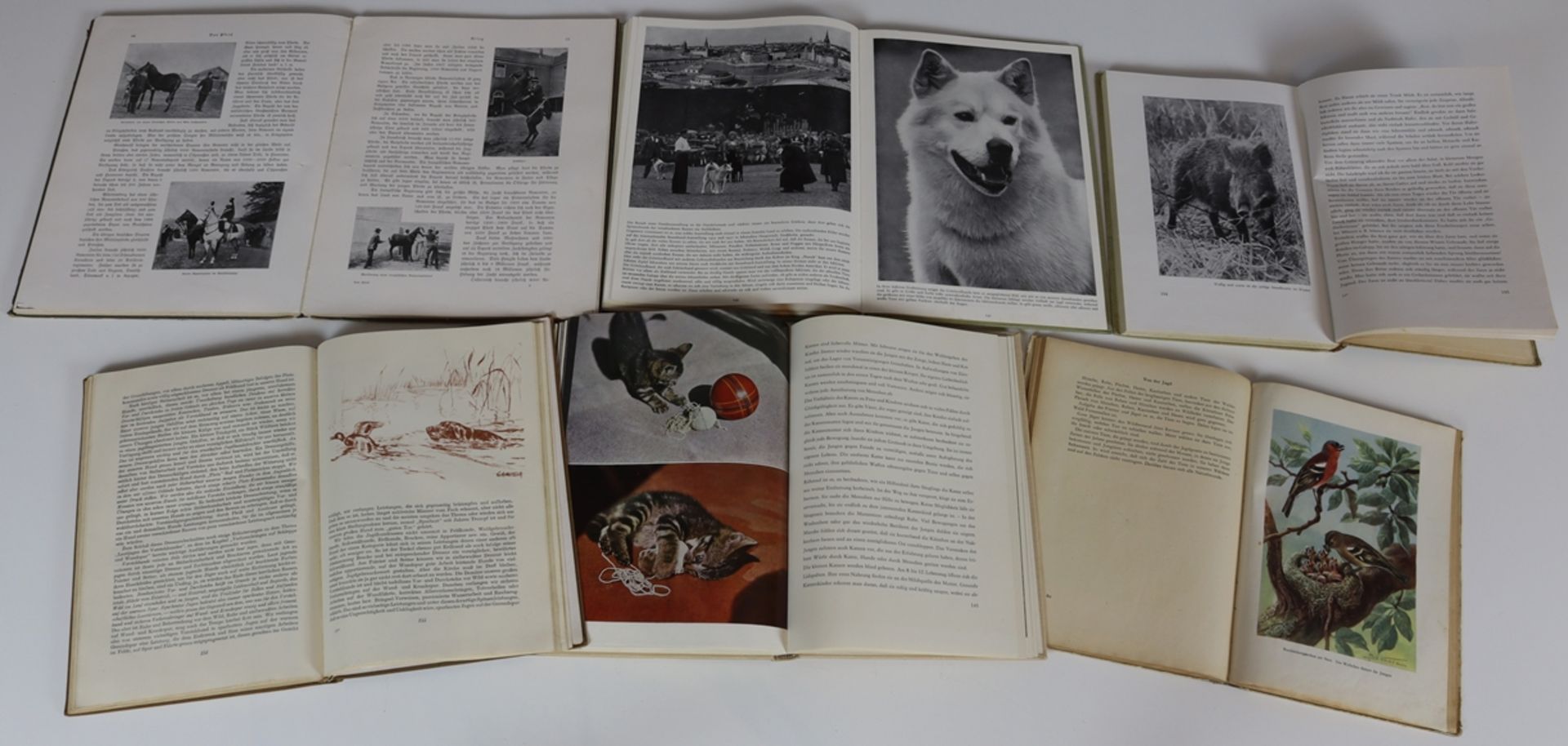 Lot of five reference books from the animal world as well as a biology book ca. 1951 - 1969 - Image 4 of 4