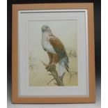 John Eastley Bird of Prey signed, watercolour and gouache, 39cm x 29cm