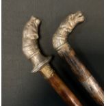 An Edwardian silver handled dog head walking stick, the snarling handle with collared neck,