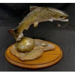 A Peter Lowerson sculpture, of a leaping trout, signed, dated 1997, 24.5cm high, 32cm long, oval