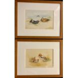 R**Macrey (British) A Pair, Water Birds signed, watercolours, 20cm x 29.5cm