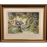 Robin Gibbard, Greater Spotted Woodpecker, signed, watercolour, 36.5cm x 53cm.