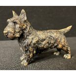 An Austrian cold painted bronze, of a Scottish Terrier, 6.5cm high, c.1935