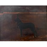 J.A.Ashton (early 20th century), a Great Dane in a stable, signed and dated 1900, oil on canvas,