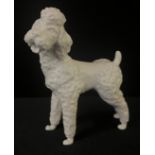 An Austrian Augarten model of a Poodle, standing, 12cm high