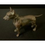 English School, mid 20th century, a brown patinated bronze, of a Bull Terrier, standing, 10cm high