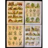 4 hand coloured 19th century Bible illustrations - Bible Natural history. From The Illustrated