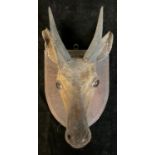 Taxidermy - a Bushbuck head, glass eyes, oak shield mount, with plaque inscribed Bushbuck, South