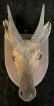 Taxidermy - a Bushbuck head, glass eyes, oak shield mount, with plaque inscribed Bushbuck, South