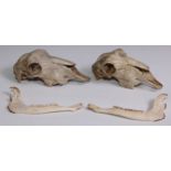 Natural History - Zoological Osteology - a sheep skull, 26cm long; another; deer jawbones (4)